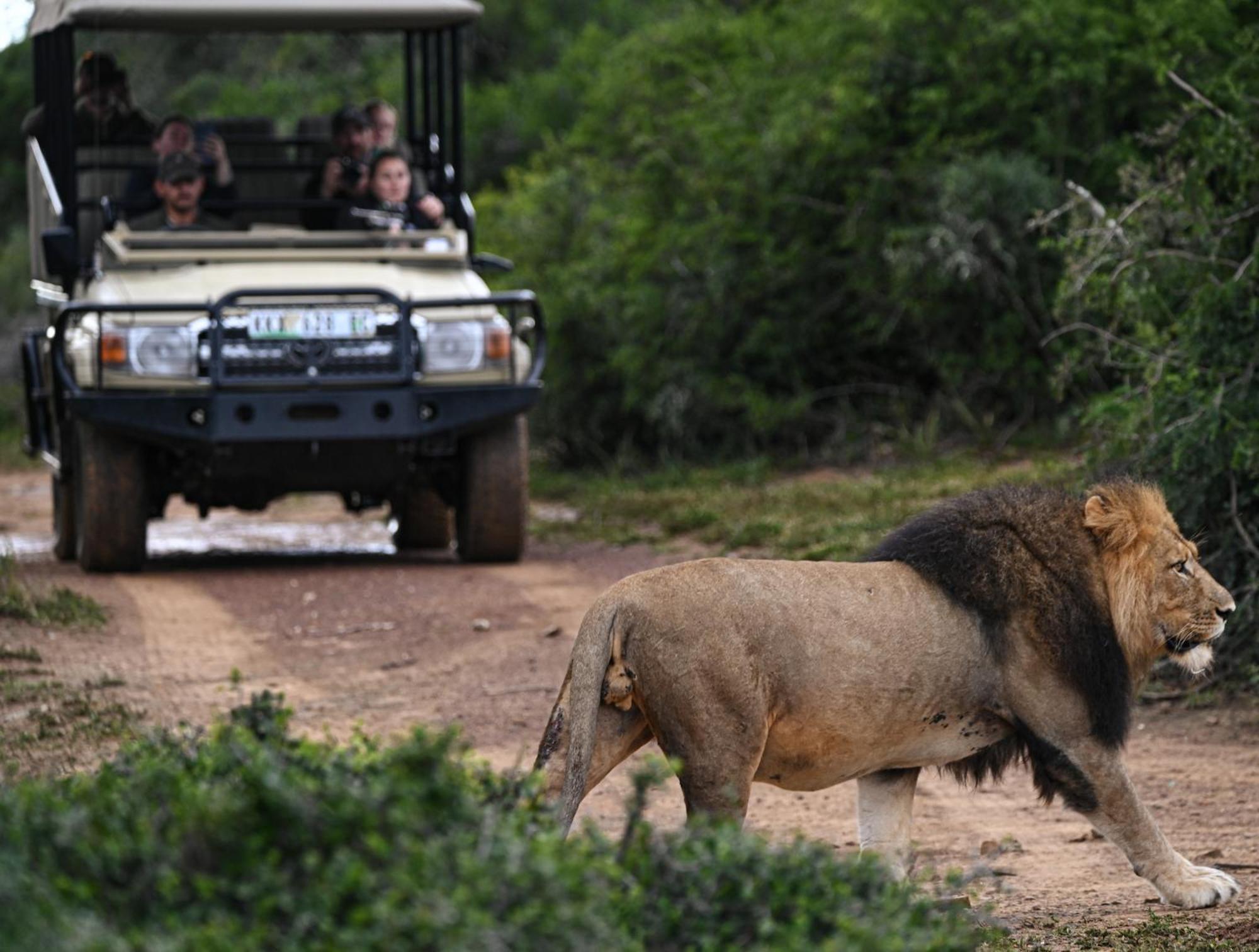 Addo Elephant Safari Lodge - Bellevue Forest Reserve Paterson Exterior photo