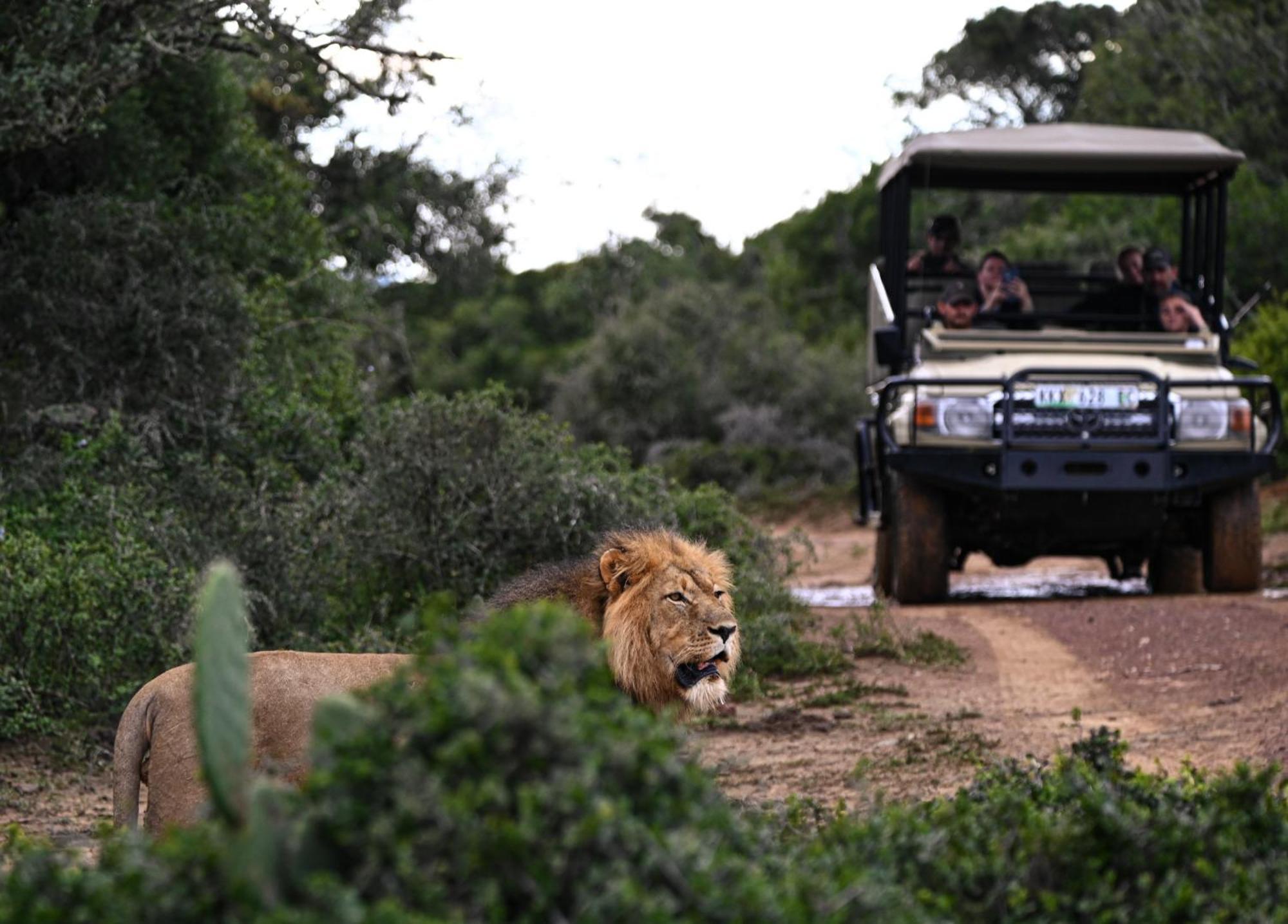 Addo Elephant Safari Lodge - Bellevue Forest Reserve Paterson Exterior photo