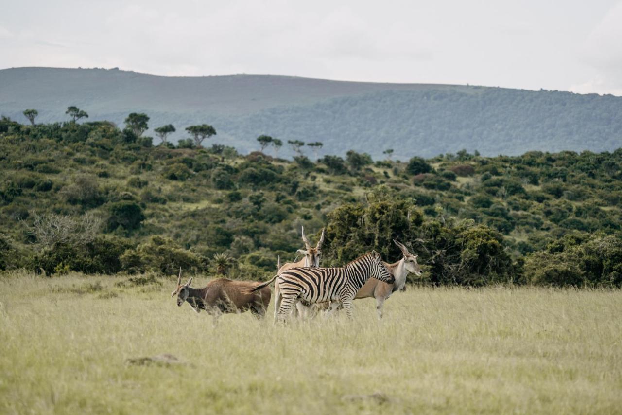 Addo Elephant Safari Lodge - Bellevue Forest Reserve Paterson Exterior photo